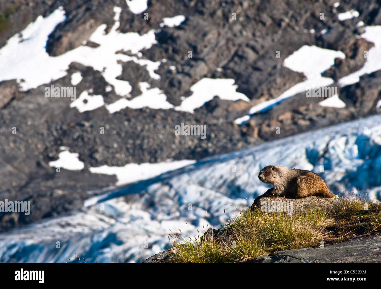Marmot reposant sur un rocher près de Harding Icefield Trail avec Exit Glacier dans l'arrière-plan, Kenai Fjords National Park, Alaska Banque D'Images