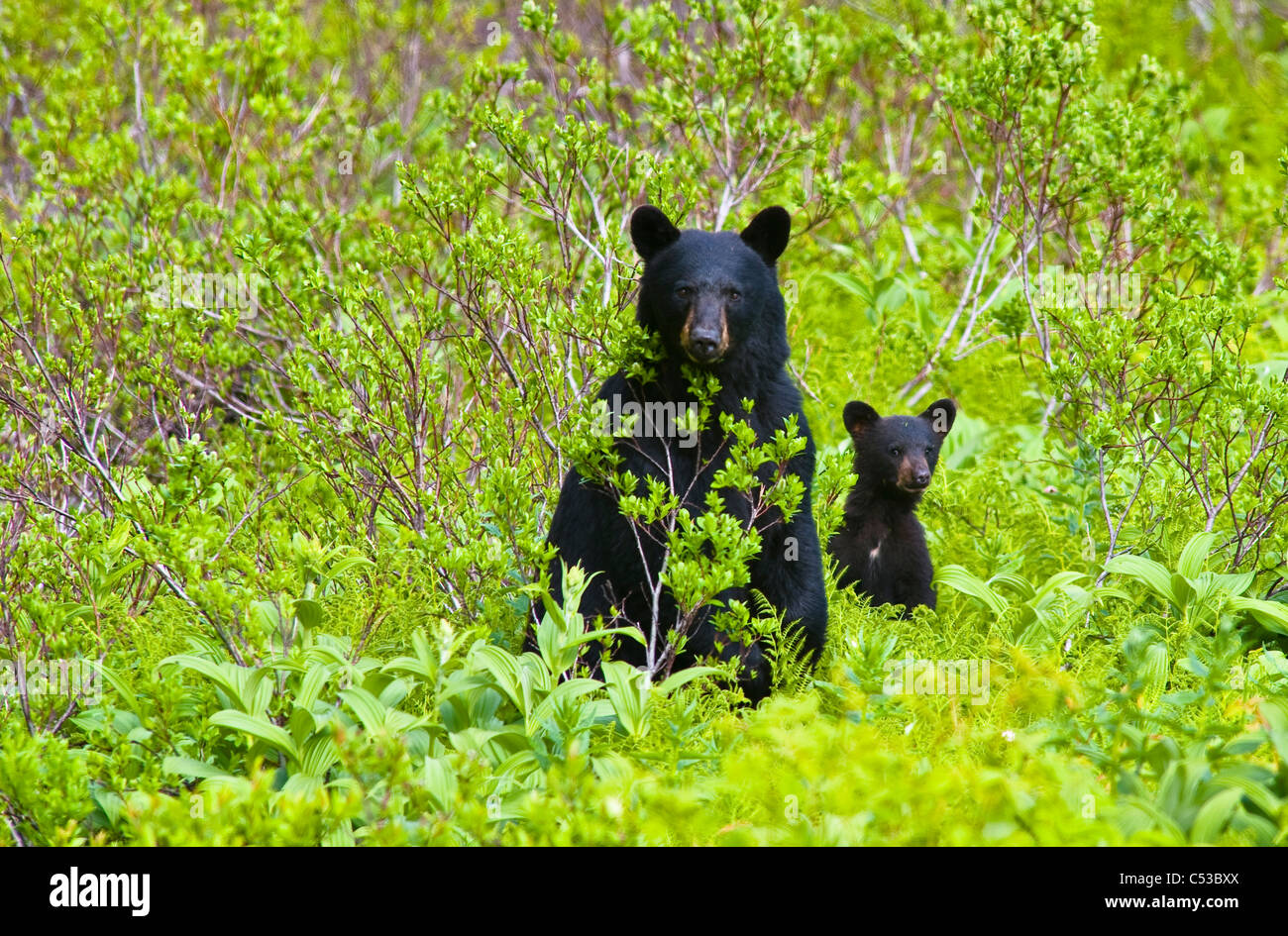 Ours noir sow et cub près de Harding Icefield Trail at Exit Glacier in Kenai Fjords National Park, péninsule de Kenai, Alaska Banque D'Images