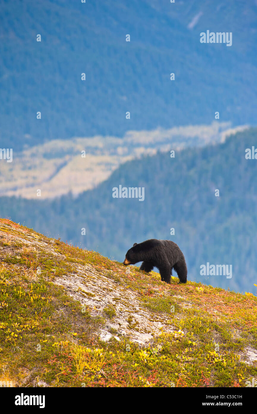 Un ours noir en quête de fruits rouges près de la Harding Icefield Trail près de la sortie Glacier, Kenai Fjords National Park, Seward, Alaska Banque D'Images