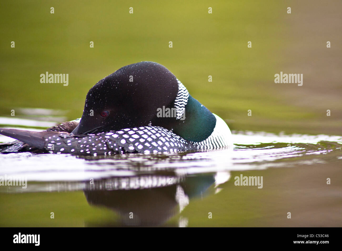 Close up of a Common Loon Plage toilettage son auto sur Lake, Chugach State Park, Southcentral Alaska, l'été Banque D'Images