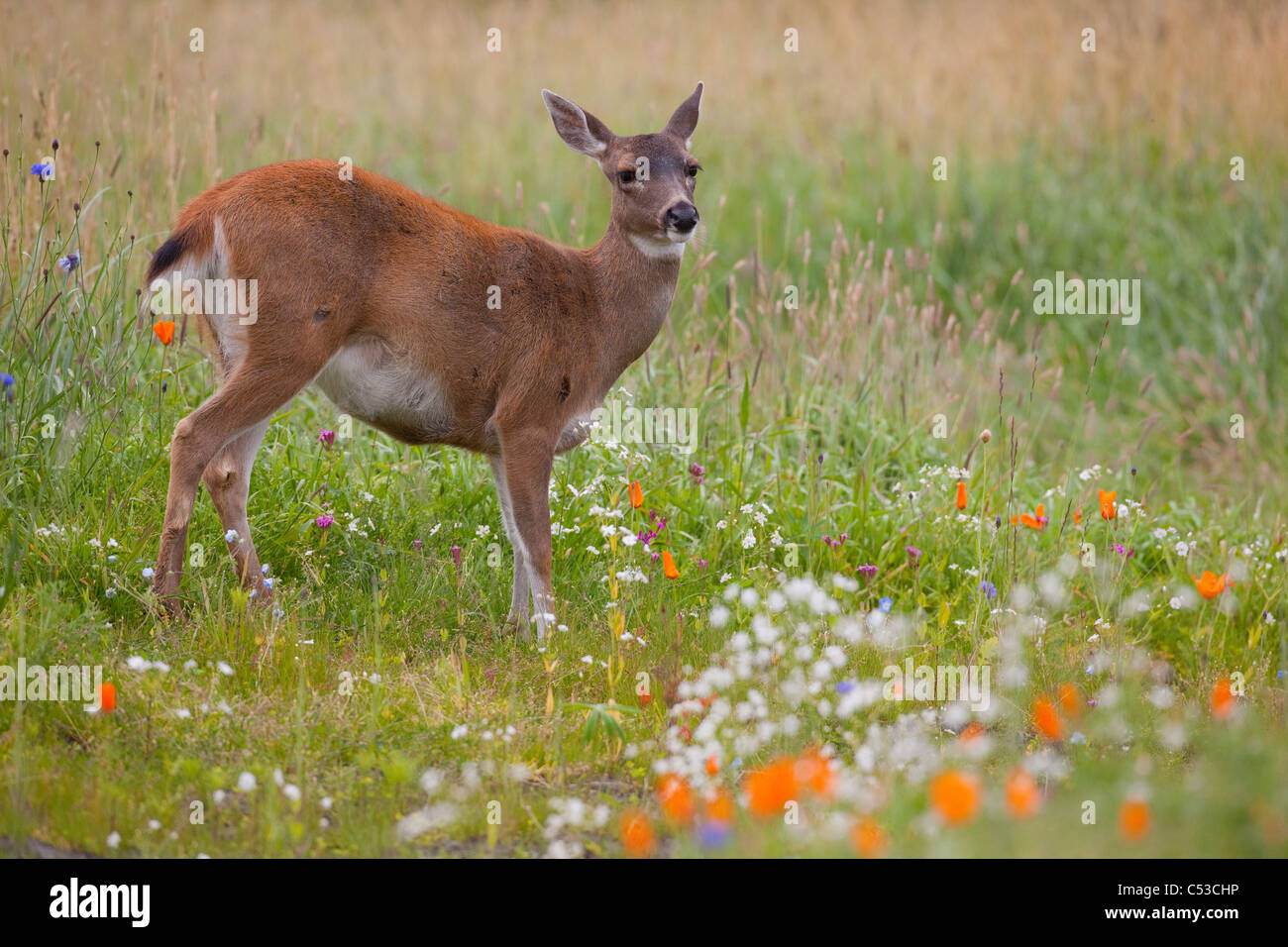 Un adulte Blacktailed deer doe Sitka se trouve dans un champ de fleurs sauvages aux couleurs vives de l'Alaska. Prisonnier Banque D'Images