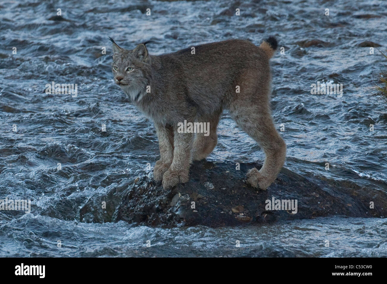 Lynx du Canada adultes se dresse sur un rocher au milieu de l'Igloo Creek dans le Parc National Denali et préserver, de l'intérieur de l'Alaska, l'automne Banque D'Images