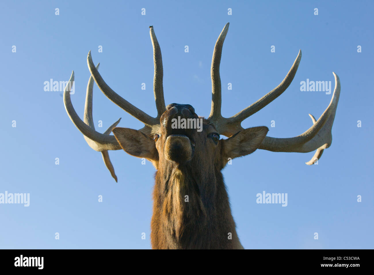 Vue rapprochée d'un Rocky Mountain Elk bull brames pendant l'automne de l'ornière au près de Portage, Southcentral Alaska. Prisonnier Banque D'Images