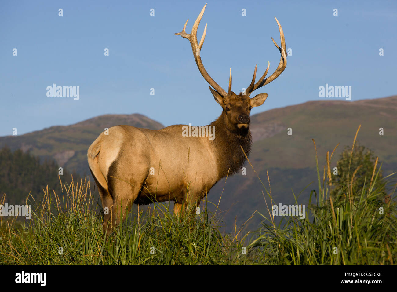 Regal à Rocky Mountain Elk bull au près de Portage, l'Alaska, de l'automne. Prisonnier Banque D'Images