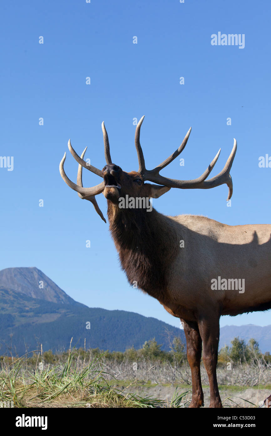 Vue rapprochée d'un Rocky Mountain Elk bull brames pendant l'automne de l'ornière au près de Portage, Southcentral Alaska. Prisonnier Banque D'Images