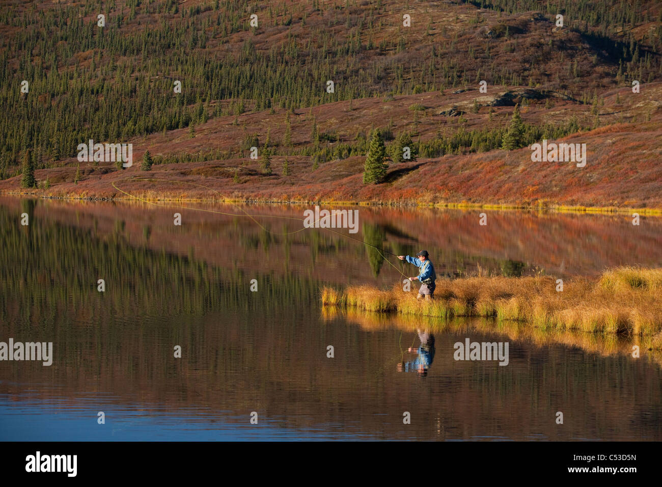La pêche à la mouche au casting étonnant lac, Denali National Park et de préserver, l'intérieur de l'Alaska, l'automne Banque D'Images