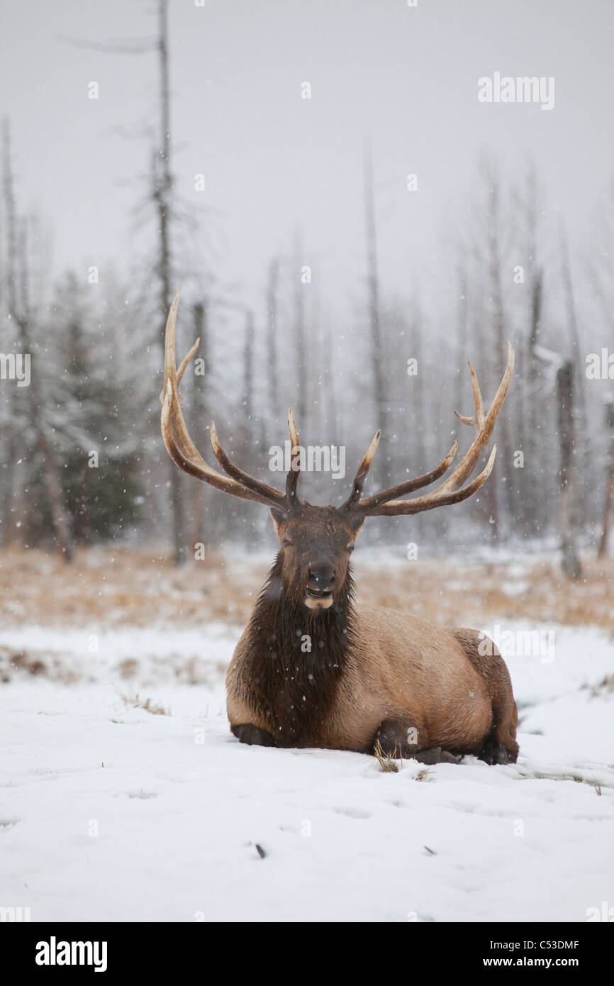 Un Rocky Mountain Elk jette dans la neige au cours d'une vague à la vie sauvage de l'Alaska, du Centre de Conservation de l'Alaska. Prisonnier Banque D'Images
