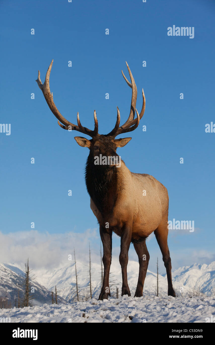 A mature le wapiti de Roosevelt se dresse sur snowcovered la masse sur une journée ensoleillée à l'Alaska Wildlife Conservation Center, Alaska. Prisonnier Banque D'Images