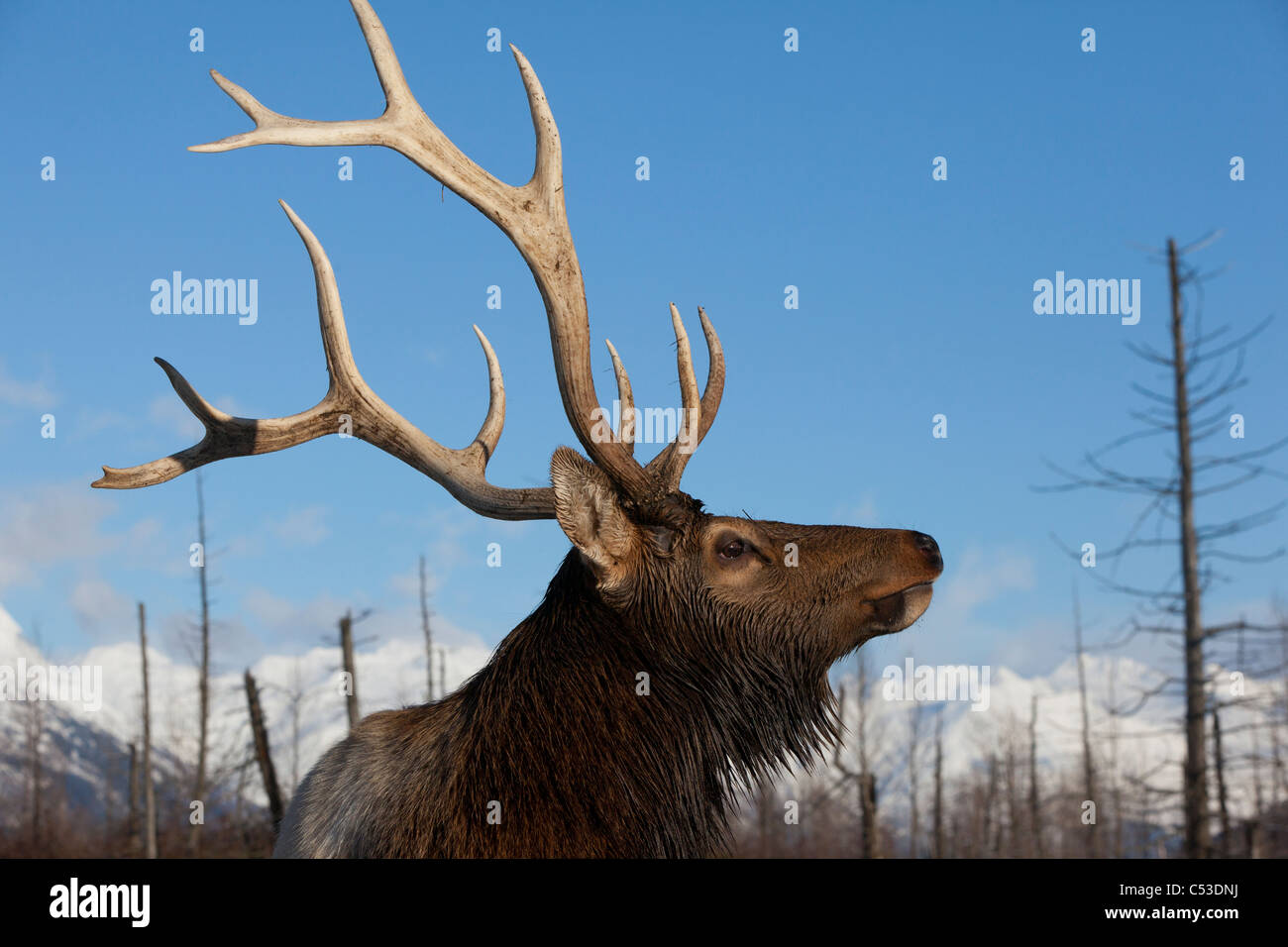 Vue de profil d'un Rocky Mountain Elk à Bull, Southcentral Alaska Alaska, Winter. Prisonnier Banque D'Images