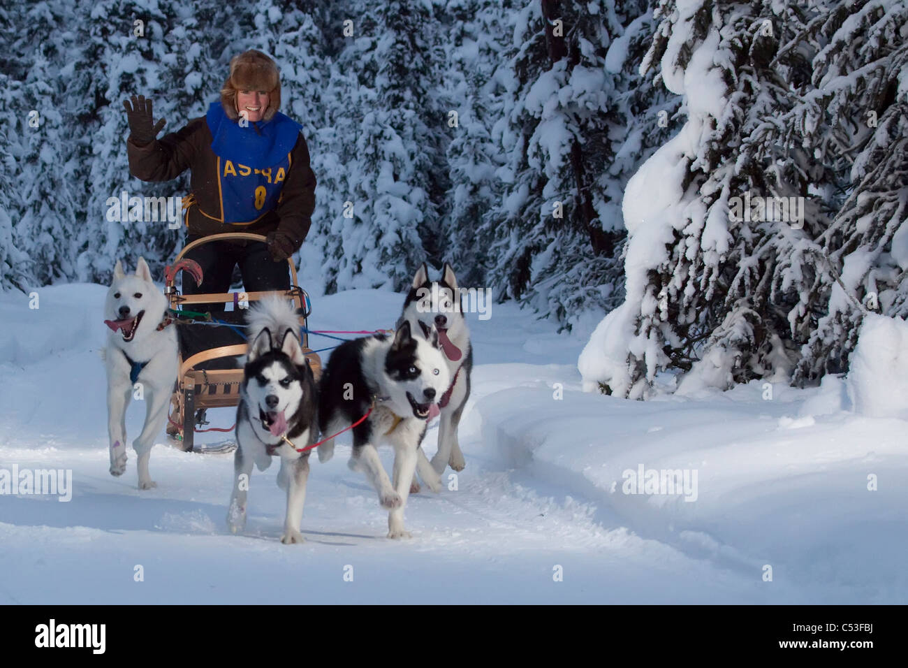 Dans la course de Musher Lake Memorial Race Tozier, Piste, Anchorage, Southcentral Alaska, Winter Banque D'Images