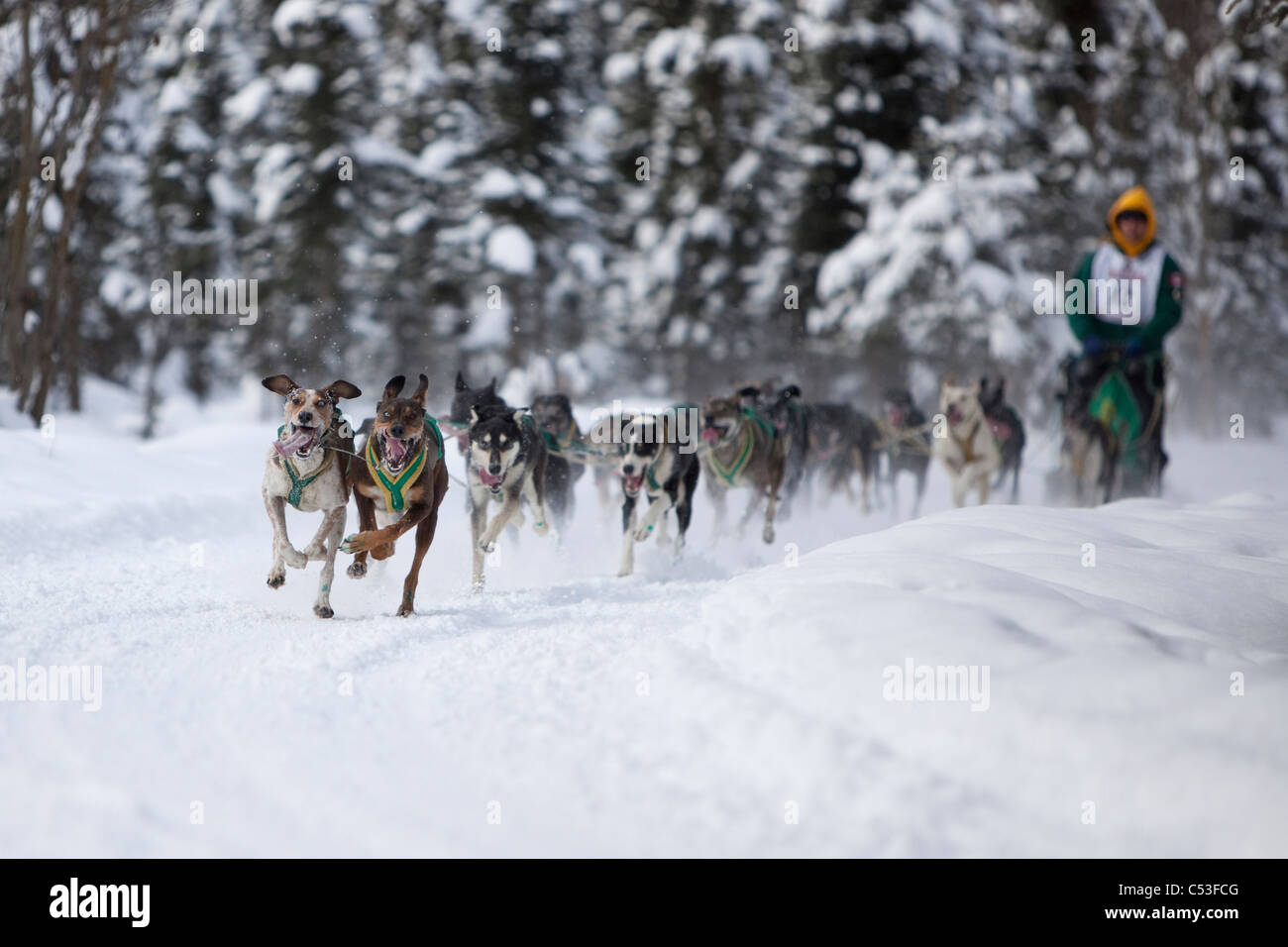 Blayne Streeper et mushing équipe au cours de la fourrure de chien de traîneau 2010 Rondy Championnats, Anchorage, Southcentral Alaska, Winter Banque D'Images