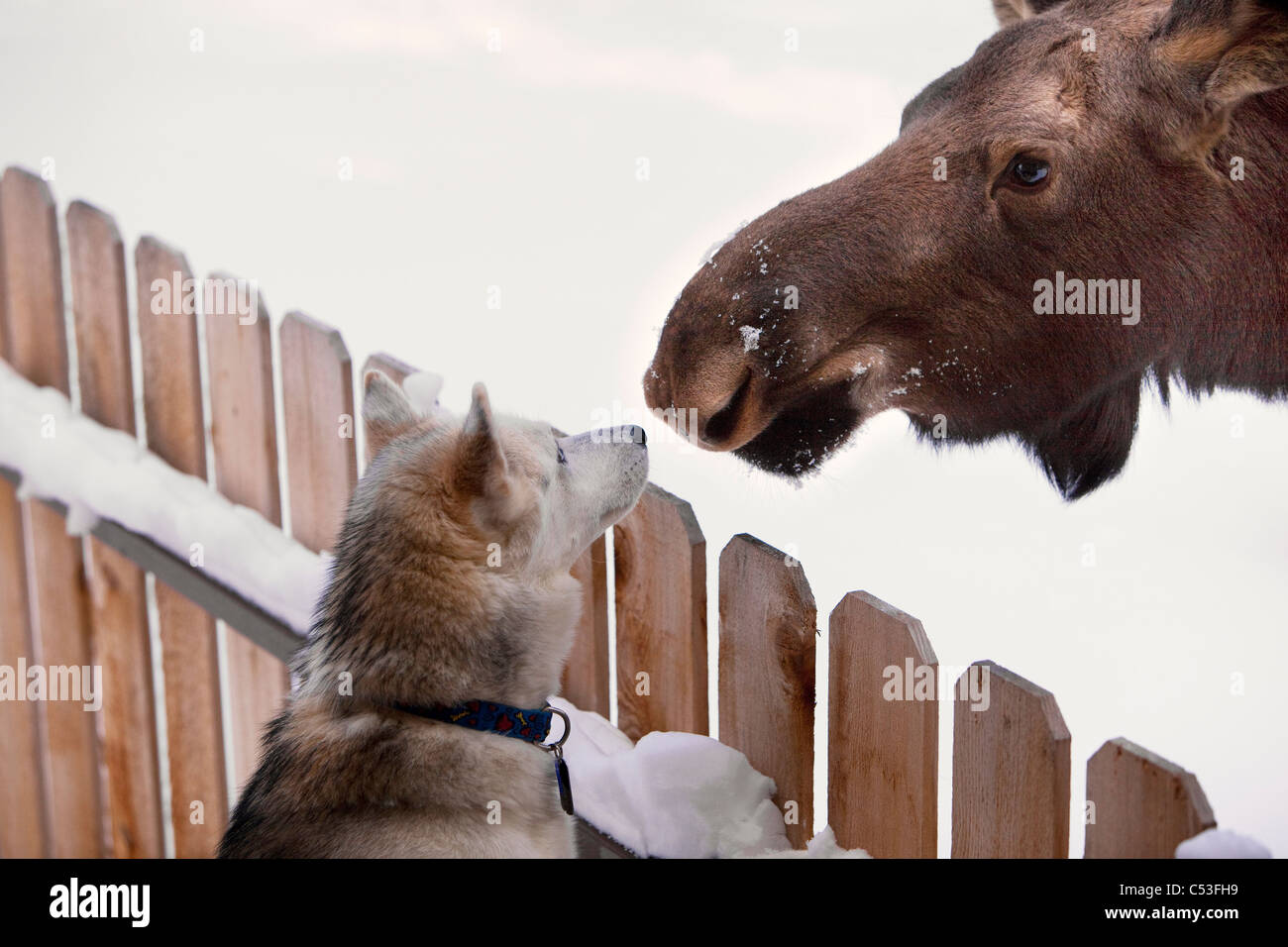 Husky de Sibérie et d'un veau orignal nez à nez sur une clôture, Wasilla, Southcentral Alaska, Winter Banque D'Images