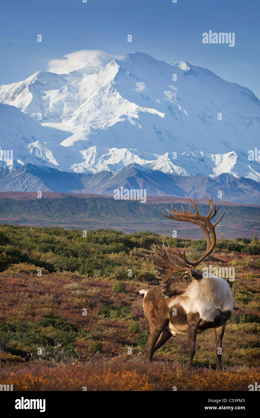 Bull Caribou debout sur un ridgeline avec Mt. McKinley et Denali National Park dans l'arrière-plan, en Alaska. COMPOSITE Banque D'Images