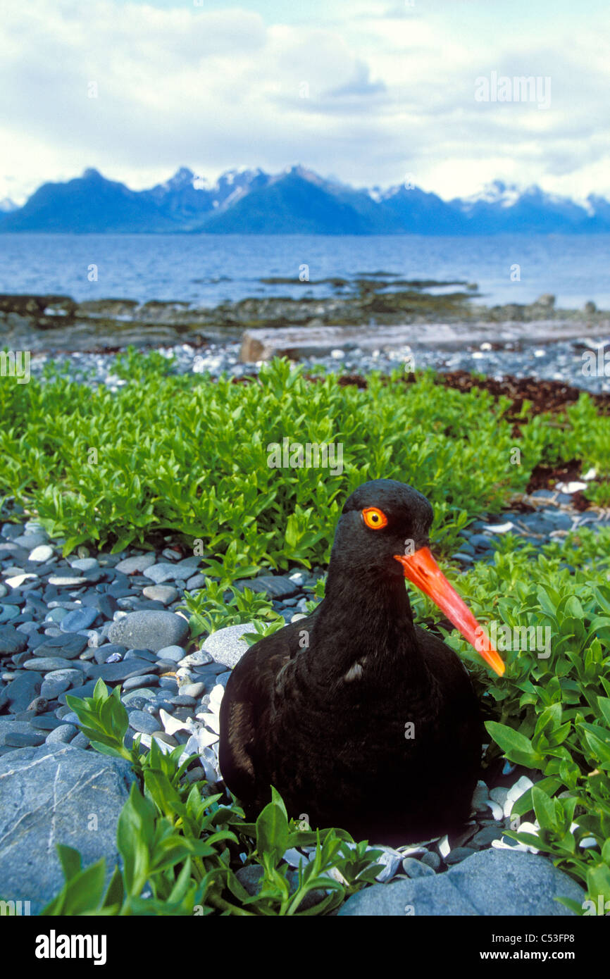 Huîtrier sur son nid montrant 4 oeufs avec le Port Gravina et Chugach montagnes en arrière-plan, le Prince William Sound, Alaska Banque D'Images
