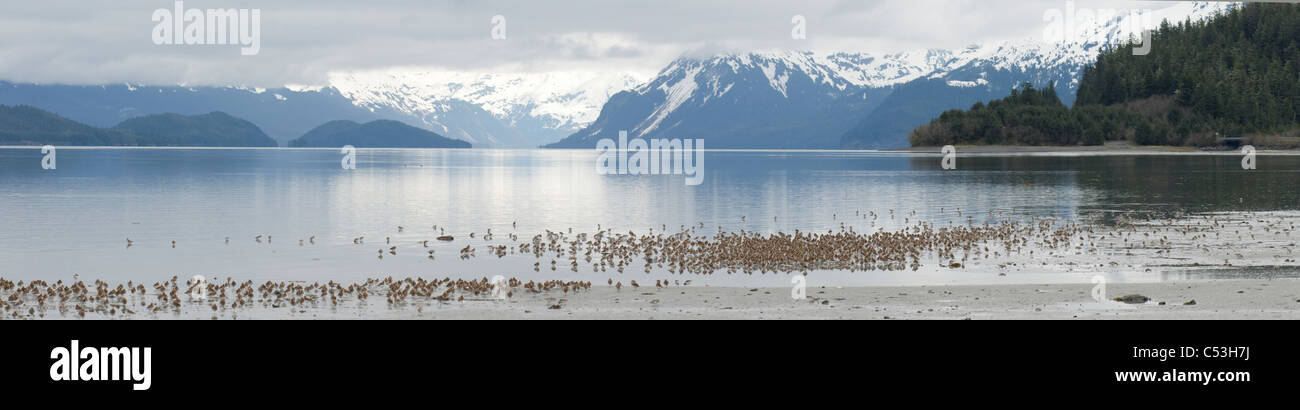 Des centaines de Bécasseaux d'obtenir sur le bord d'une marée montante à Hartney Bay dans la Chugach National Forest, Alaska Banque D'Images