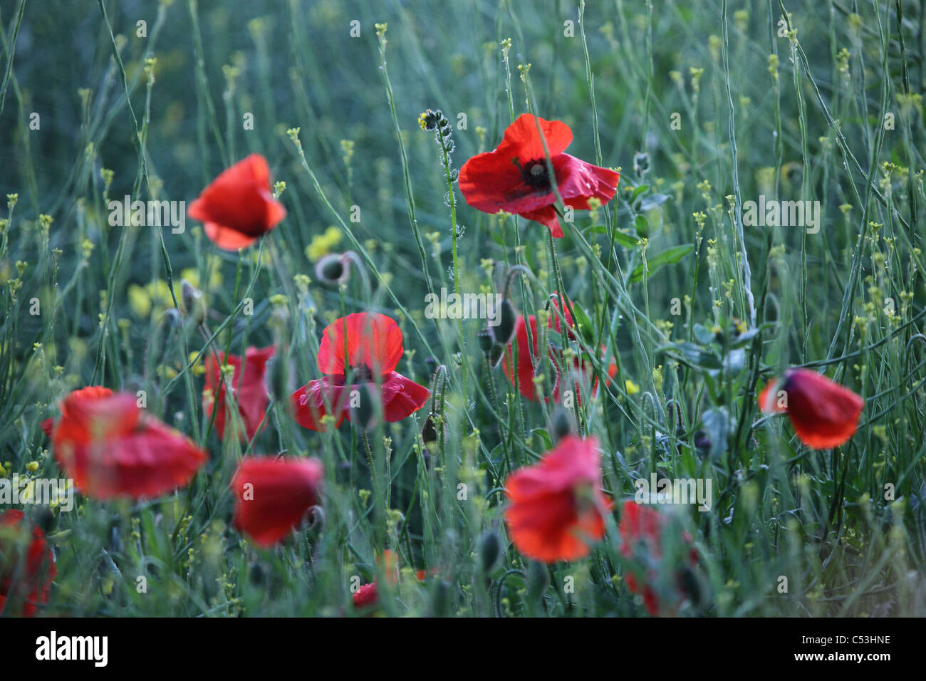 Des coquelicots sauvages vu dans champ arable Banque D'Images