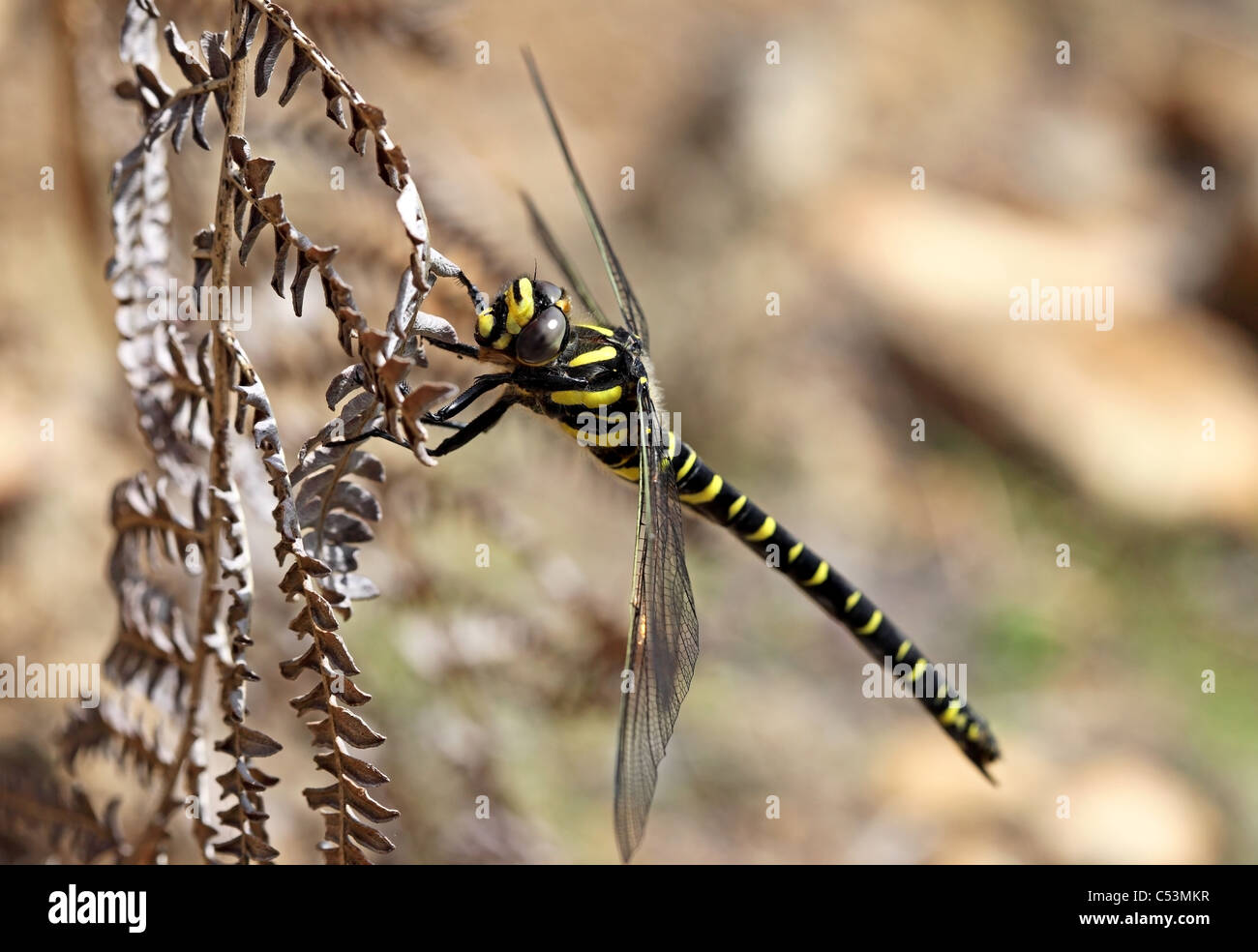 Golden-Ringed Cordulegaster boltonii libellule Banque D'Images