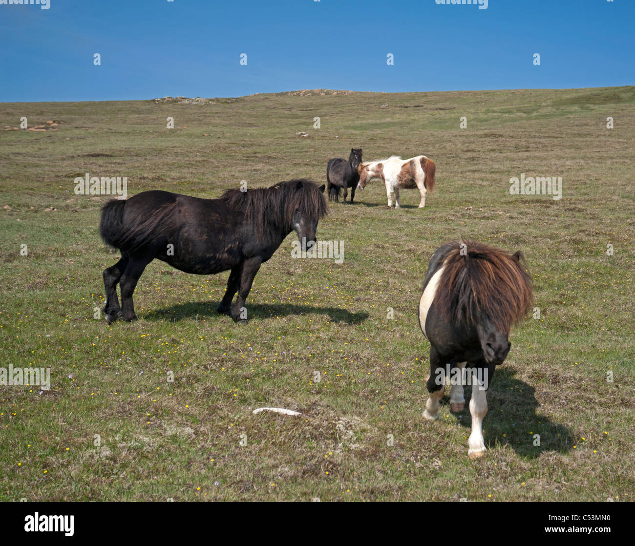 Le pâturage sur poneys Shetland, les pâturages de montagne Baltasound, Unst, îles Shetland, en Écosse. 7479 SCO Banque D'Images