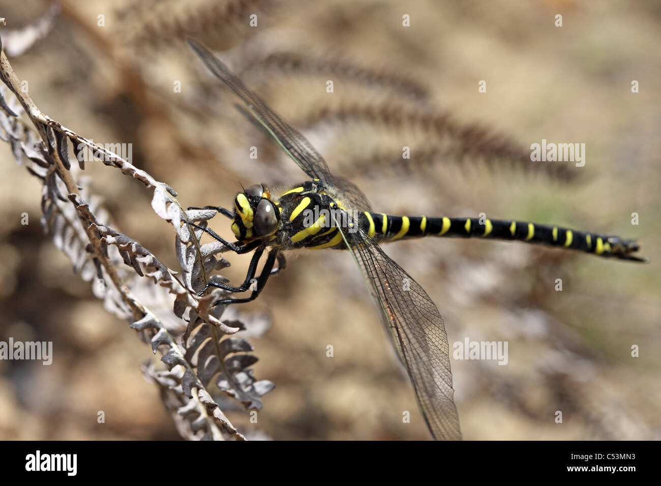 Golden-Ringed Cordulegaster boltonii libellule Banque D'Images