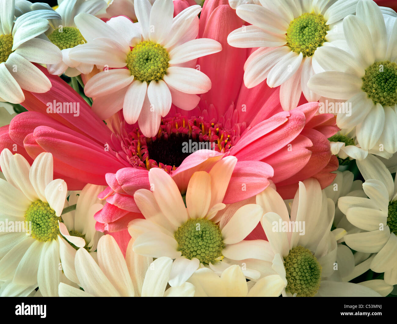 Gerbera rose entouré de fleurs de marguerites blanches. Banque D'Images