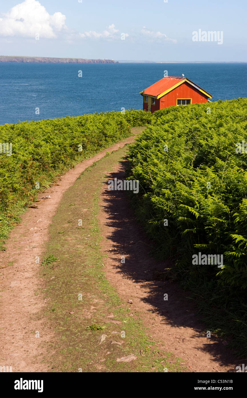 La voie parmi les fougères vers une cabane rouge lointain sur South Haven, Skokholm Skomer island île ; au loin. Banque D'Images