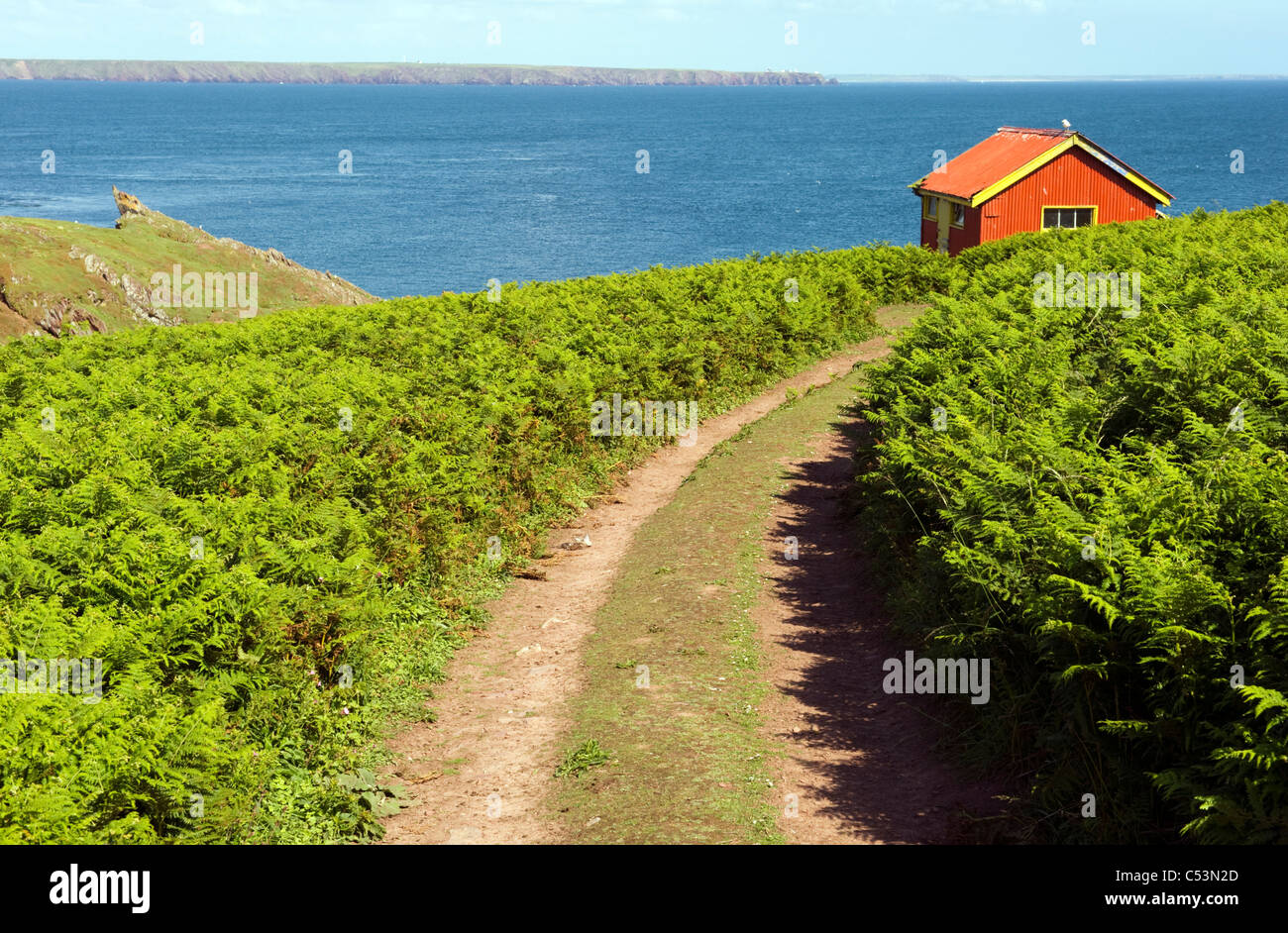 La voie parmi les fougères vers une cabane rouge lointain sur South Haven, Skokholm Skomer island île ; au loin. Banque D'Images