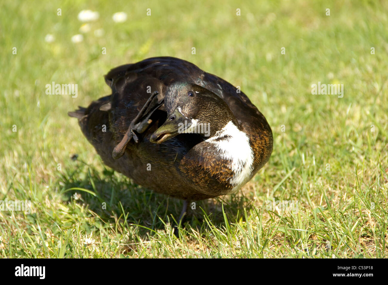 Vue rapprochée de canard brun debout sur une jambe Banque D'Images Vue rapprochée de canard brun debout sur une jambe Banque D'Images