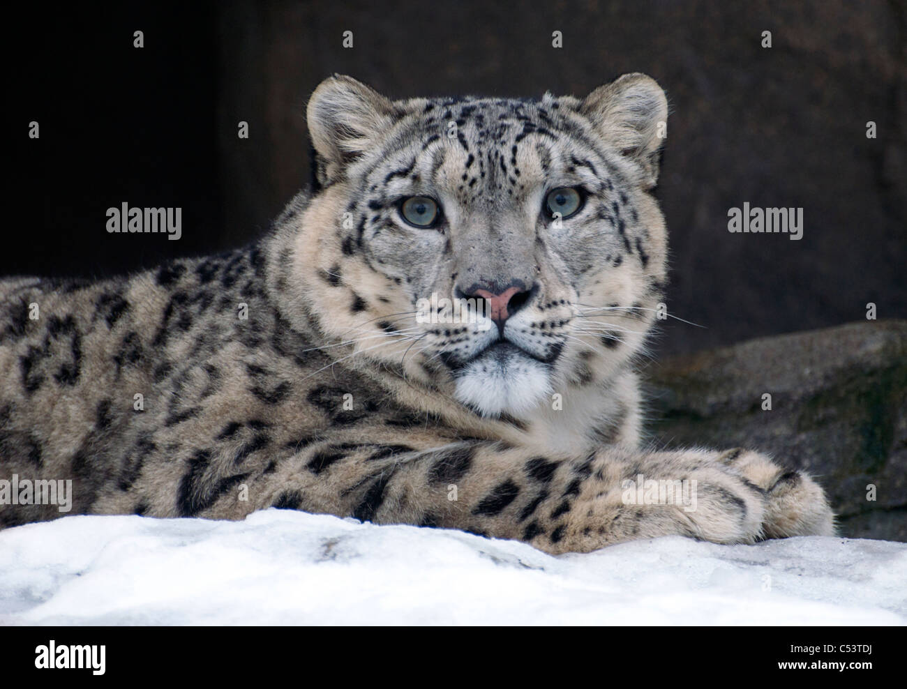 Snow Leopard mâles dans la neige, à la recherche vers la caméra Banque D'Images