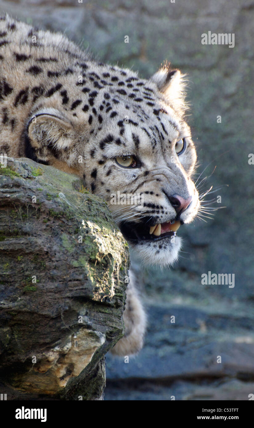 Snow Leopard femme grondant Banque D'Images