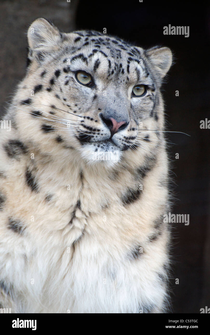 Snow Leopard femelle Banque D'Images