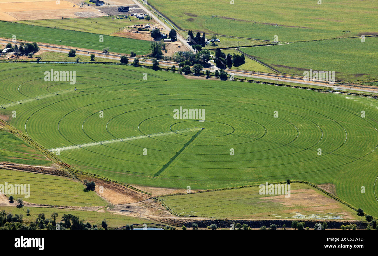 Un arroseur sprinkler watering le champ de luzerne Banque D'Images