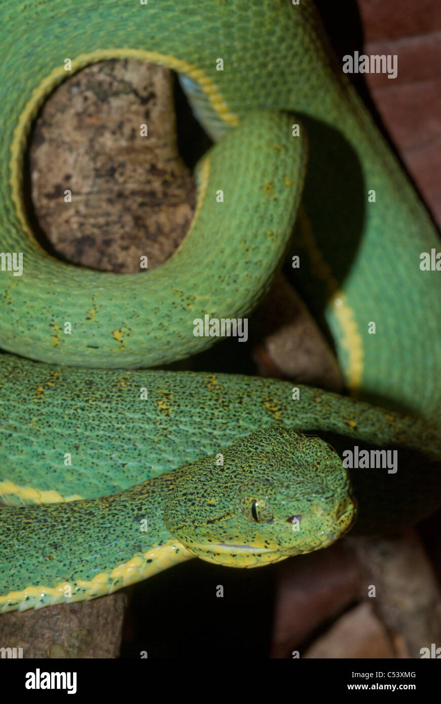 Deux forêts à rayures viper (Bothriopsis bilineata) près de l'Amazone au Pérou Amérique du Sud Banque D'Images