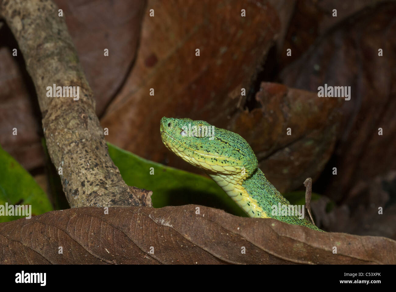 Deux forêts à rayures viper (Bothriopsis bilineata) près de l'Amazone au Pérou Amérique du Sud Banque D'Images