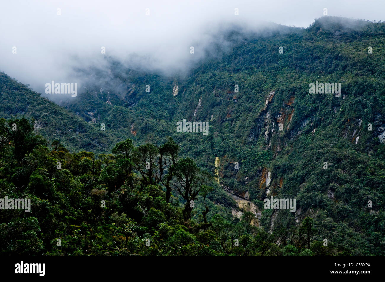 Cloud Forest Alto Mayo Réserve forestière Protection Amazonas au Pérou Banque D'Images