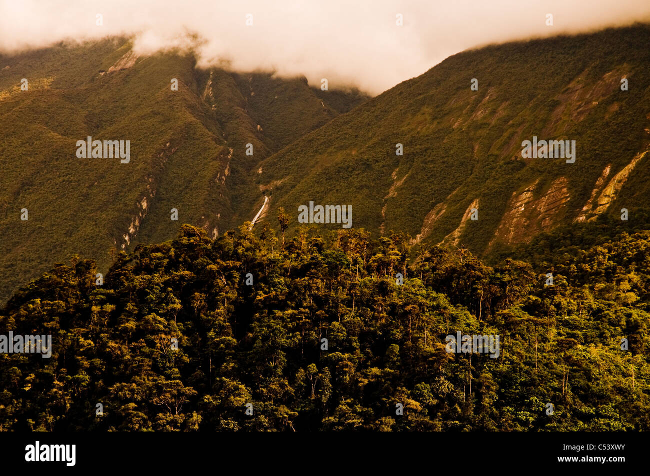 Cloud Forest Alto Mayo Réserve forestière Protection Amazonas au Pérou Banque D'Images