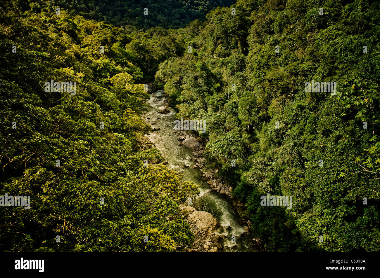 Cloud Forest Alto Mayo Réserve forestière Protection Amazonas au Pérou Banque D'Images