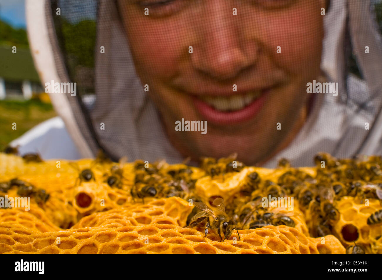 L'apiculteur les abeilles Apis mellifera (Modèle 1992) Banque D'Images