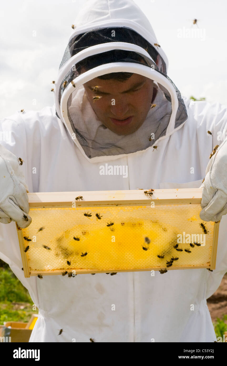 L'apiculteur les abeilles Apis mellifera (Modèle 1992) Banque D'Images