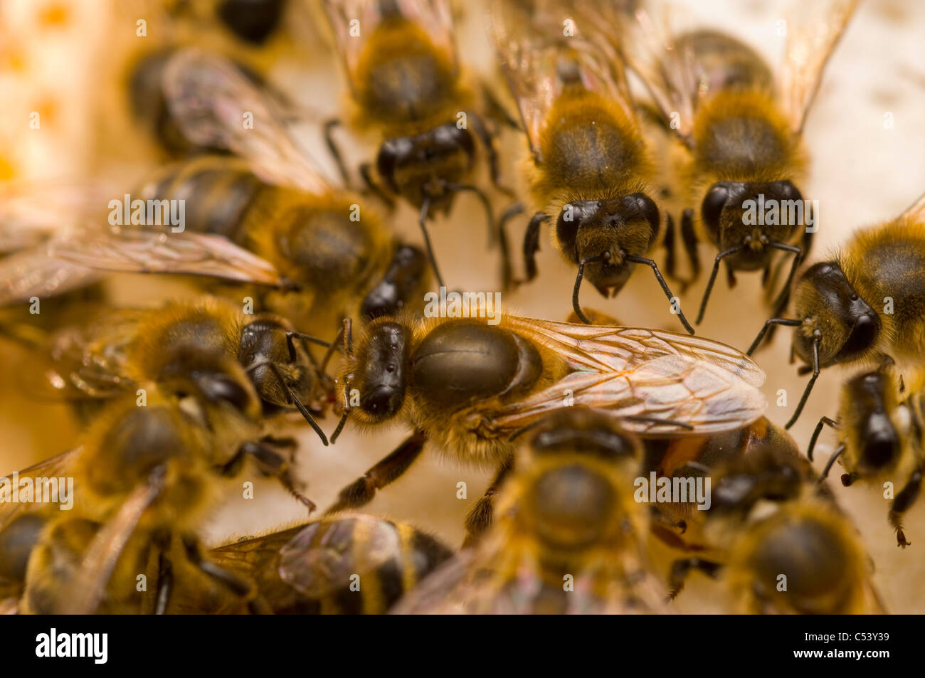 Reine des abeilles Les abeilles Apis mellifera Banque D'Images