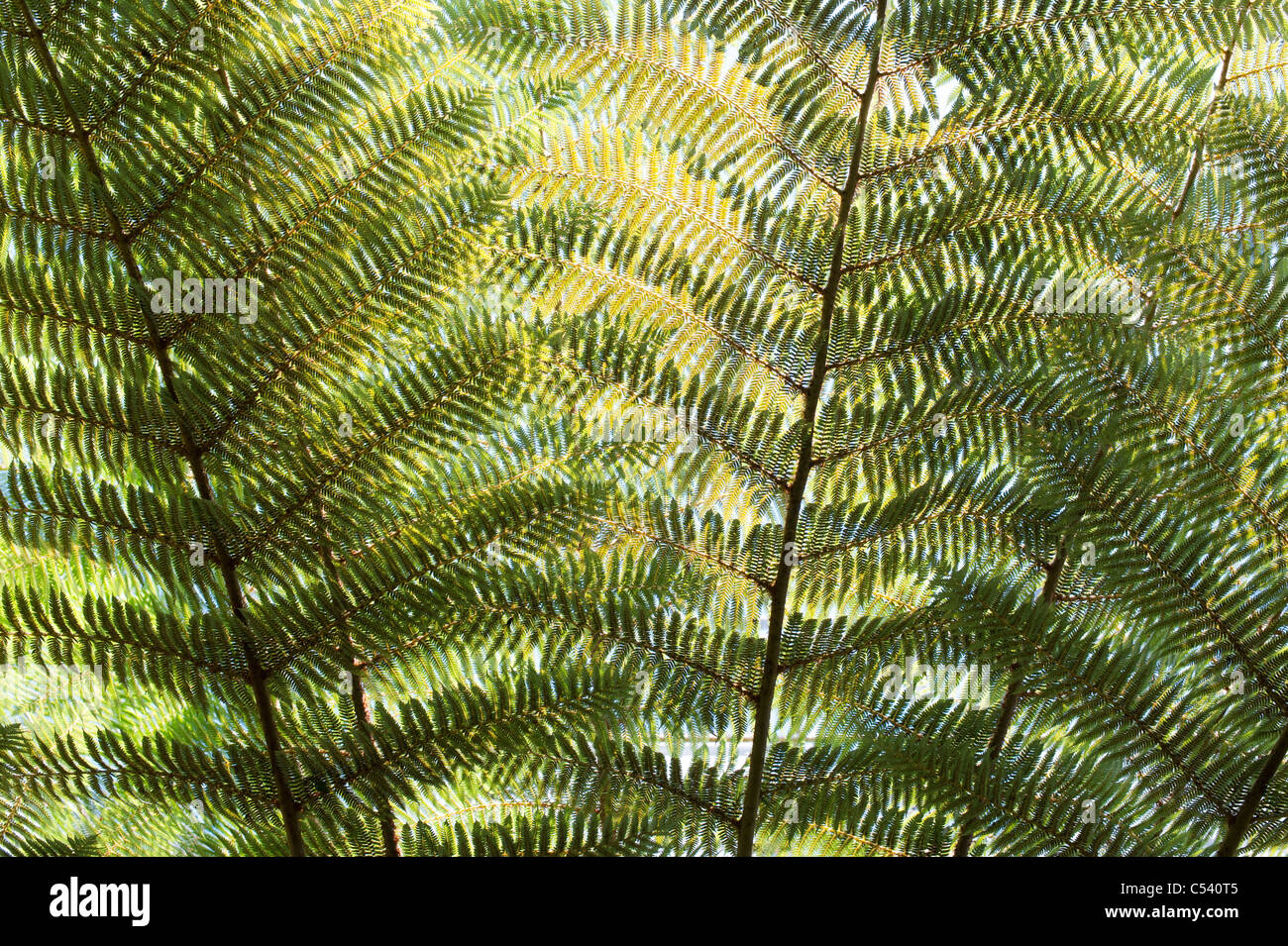 Cyathea Dealbata. Les frondes de fougère d'arbre d'argent Banque D'Images