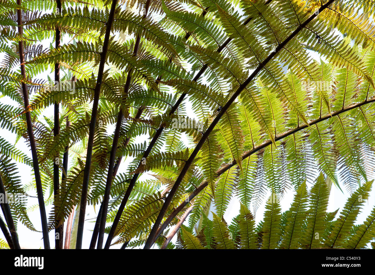Dicksonia squarrosa fougère arborescente à Royal Botanic Gardens, Édimbourg. L'Ecosse Banque D'Images