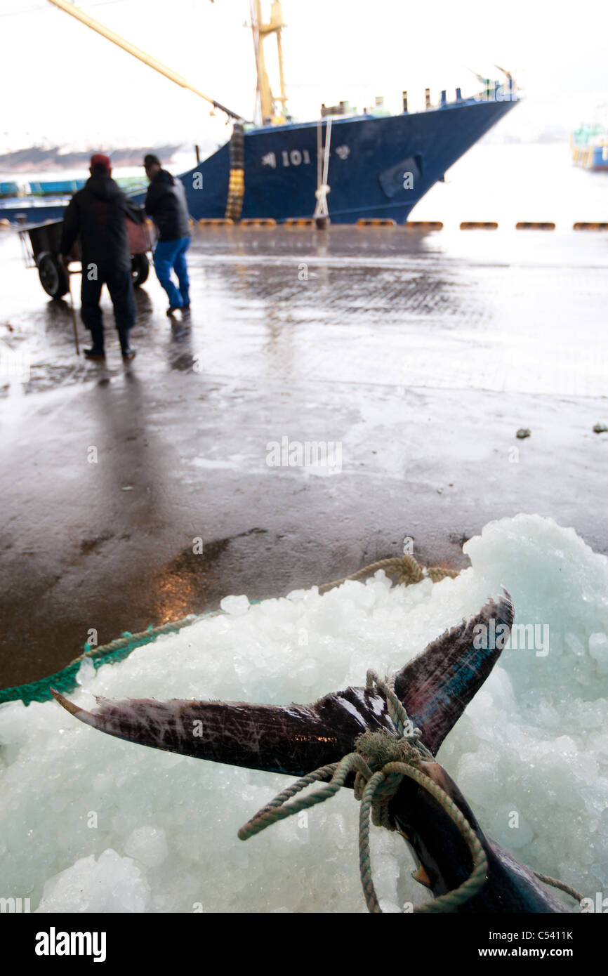 Marché aux poissons de gros à Busan/ Pusan, Corée du Sud. Banque D'Images