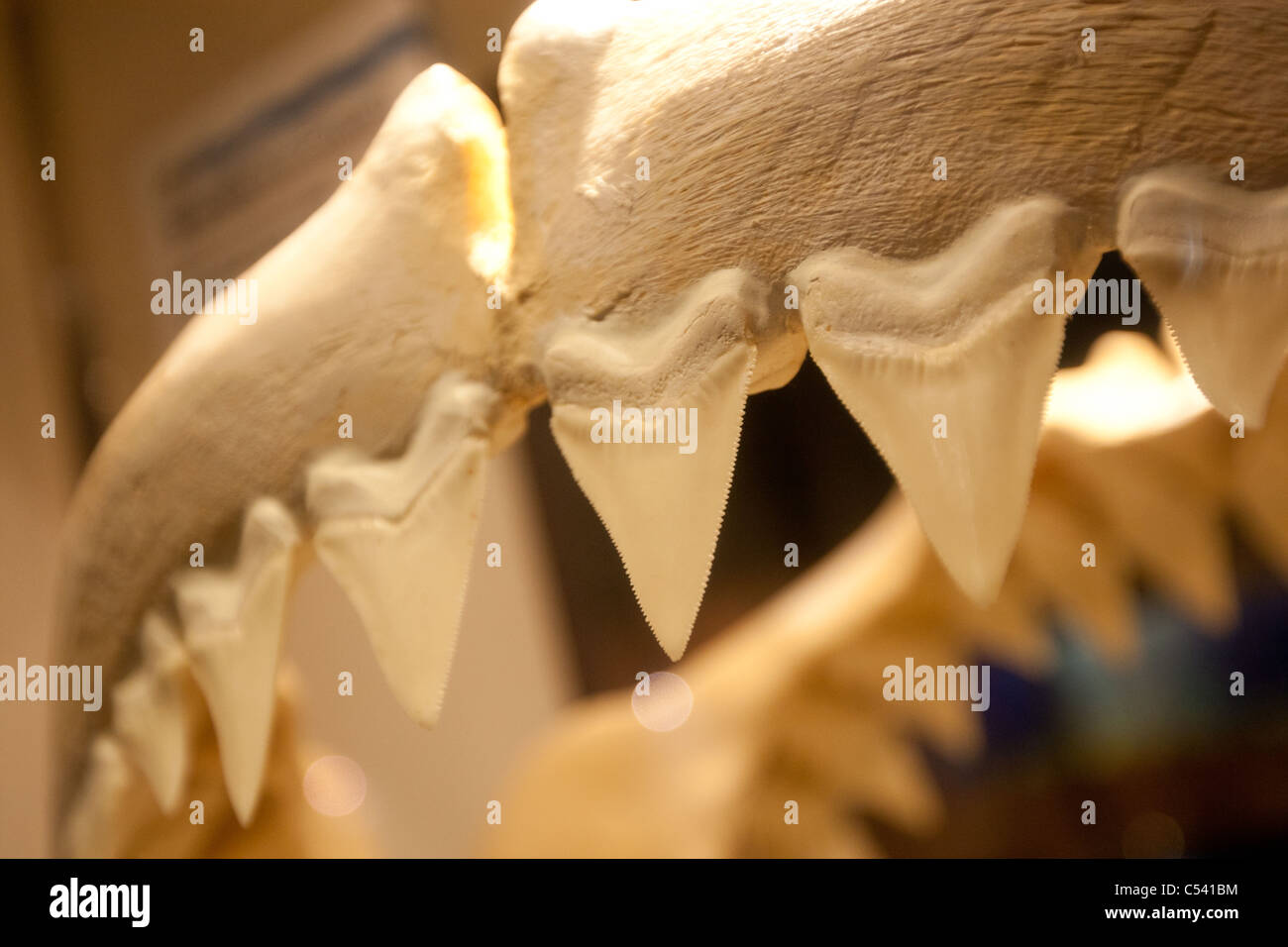 Les étals du marché du poisson, la vente de nombreux produits du requin et l'espadon, de Kesennuma, Miyage, au Japon, le vendredi 14 janvier 2011. Banque D'Images