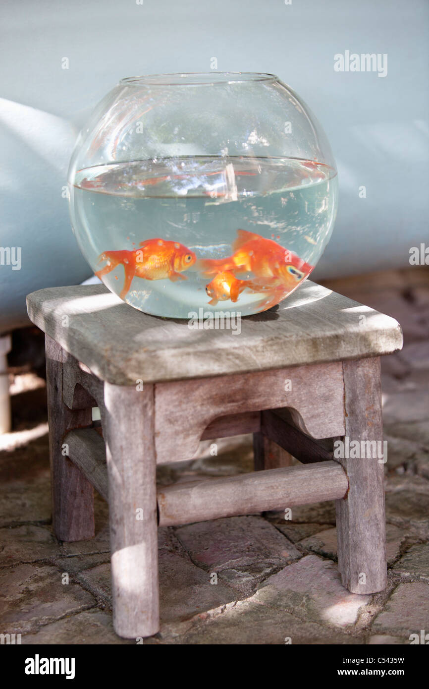 Close Up De Poissons Rouges Dans Un Bocal Photo Stock Alamy