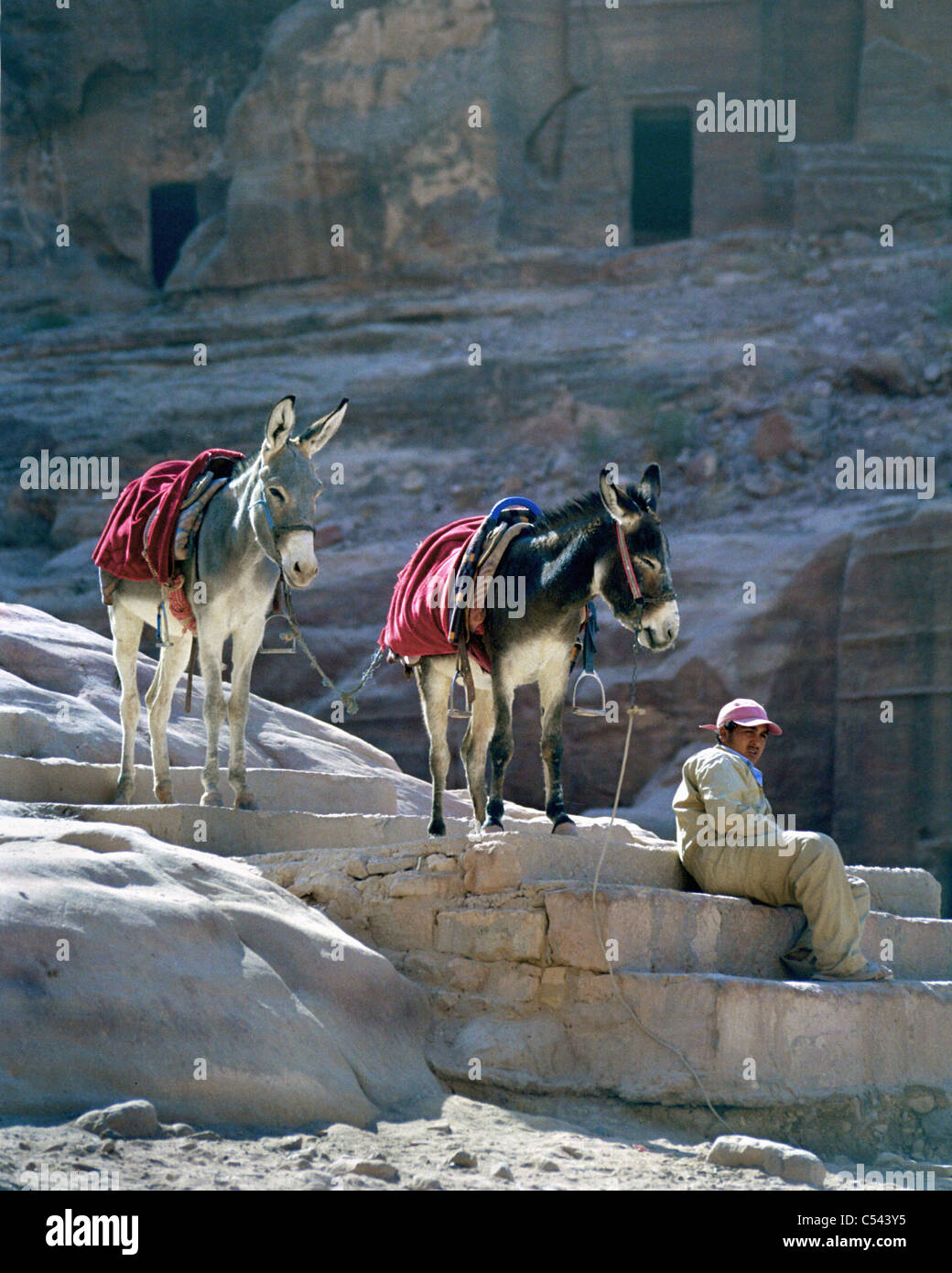 Homme bédouin prendre du repos avec avec deux ânes à Pétra, en Jordanie. Banque D'Images