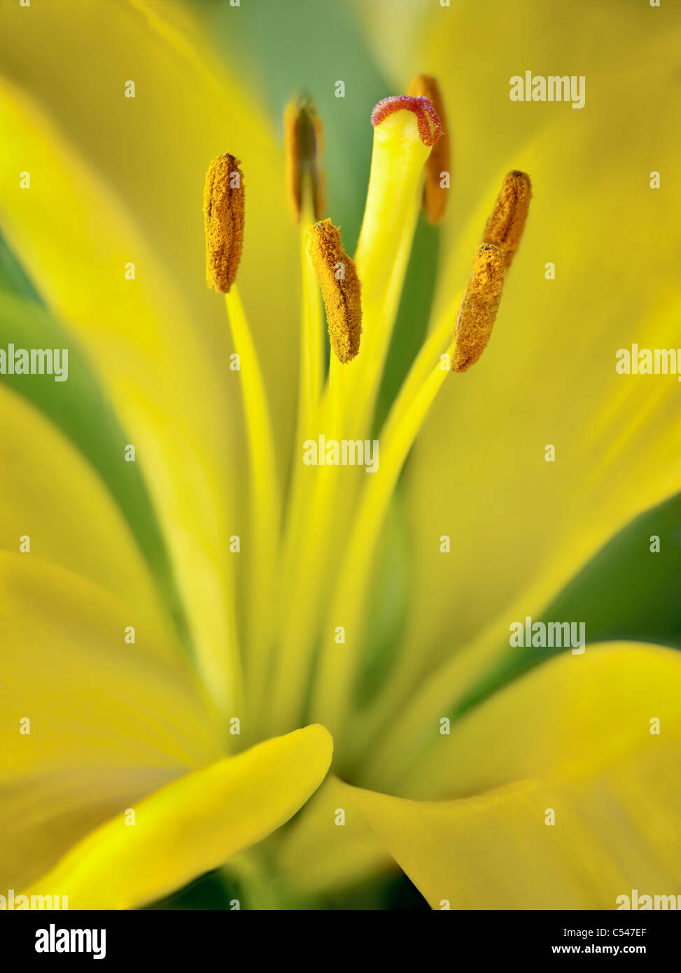Close up of Asiatic Lily. Banque D'Images
