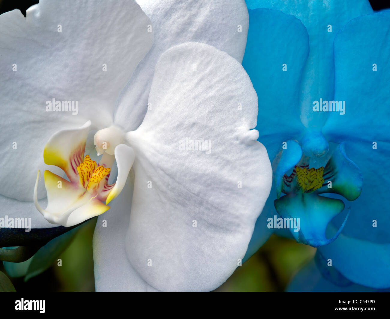 Close up de Phalaenopsis orchid. Banque D'Images