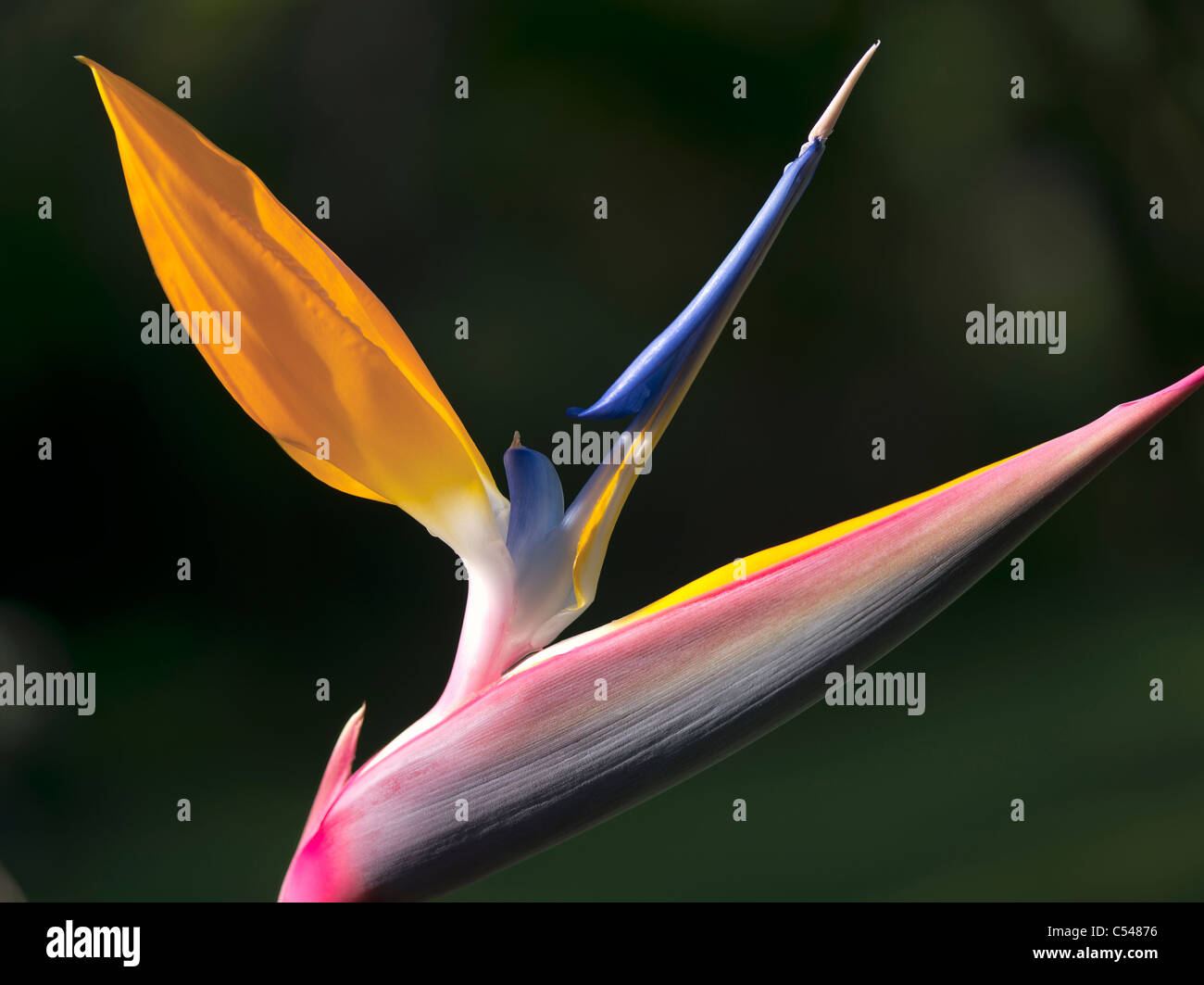 Close up of Bird of Paradise flower. St John. Îles Vierges britanniques. Banque D'Images