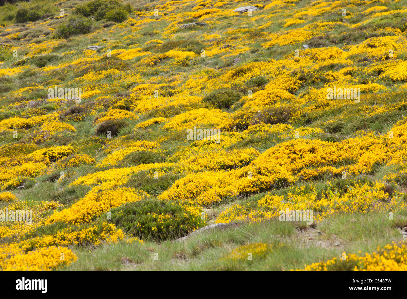 Fleurs sauvages dans les montagnes de la Sierra Nevada de l'Espagne. Banque D'Images
