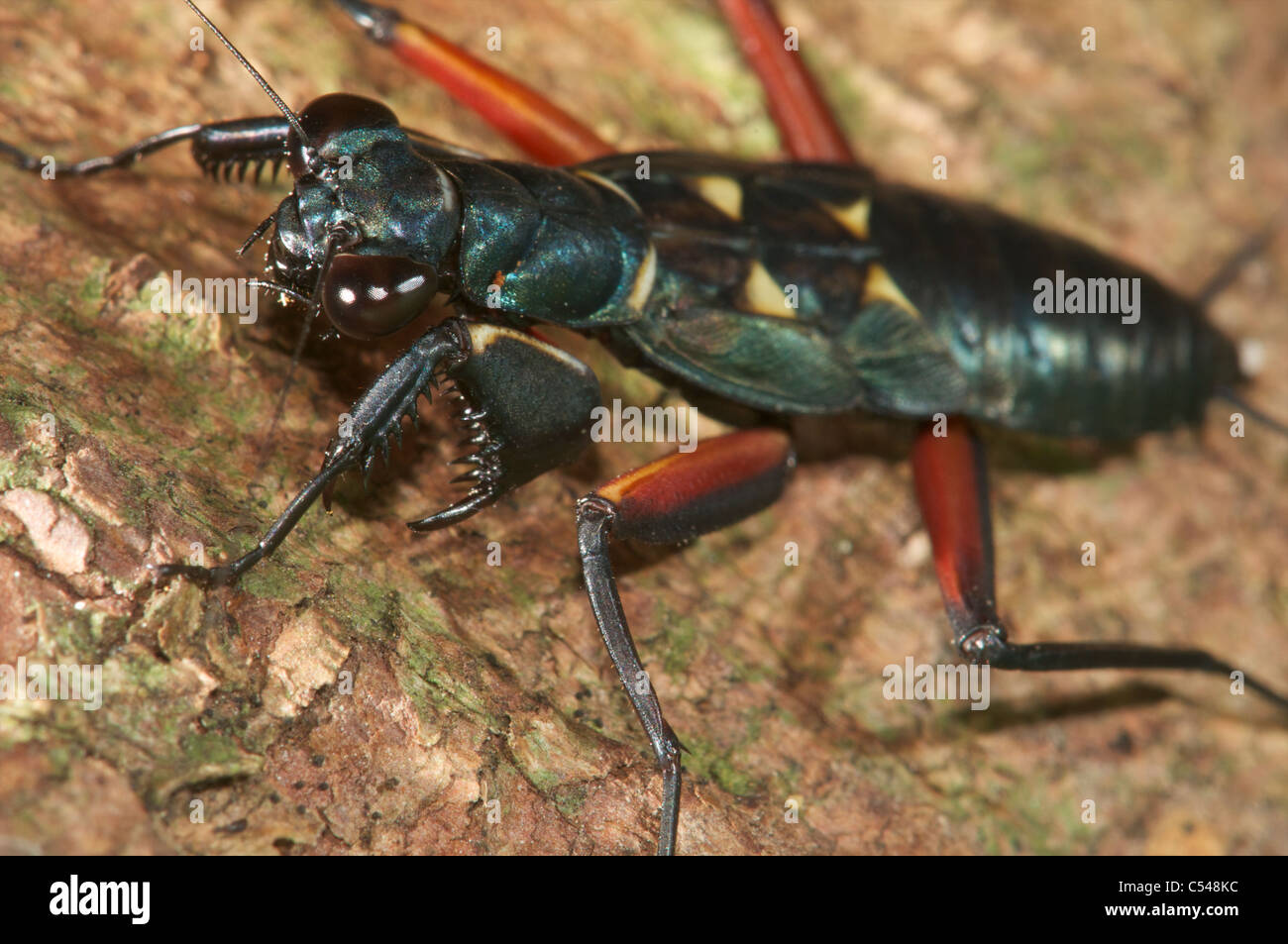 Nymphe mantis métallique Banque D'Images